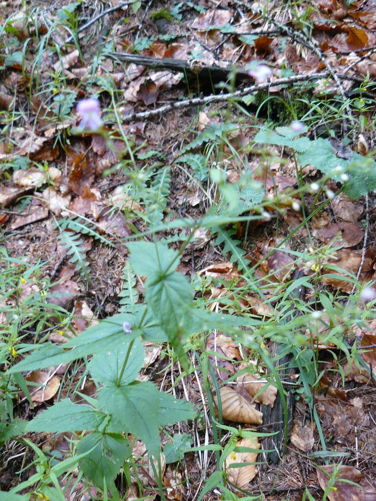 Veronica urticifolia